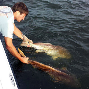 Old' red drum are biting around NC sounds, rivers - Carolina Sportsman